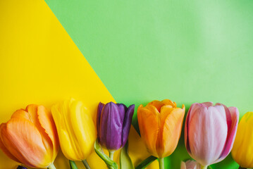 beautiful tulips on a multicolored background. the view from the top.