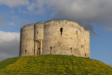 Fototapeta na wymiar Cliffords Tower, historic castle building in the centre of York, North Yorkshire, Engalnd. Castle hill surrounded by daffodils. 