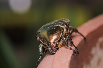 European rose chafer insect macro photo