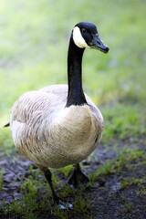 Close up portrait of a beautiful black and white Canada goose in grass on a lake in Germany, Europe
