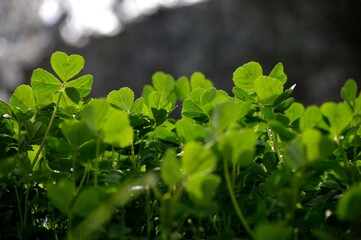 green clover leaves in the meadow