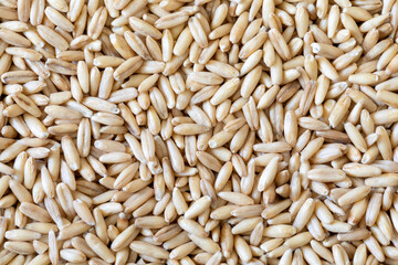 Oat grains texture background, top view, Avena, macro