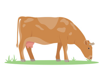 Female farm animal icon. Cow Chewing grass. Eating cow. Dairy cattle isolated on white background. Vector flat or cartoon illustration.
