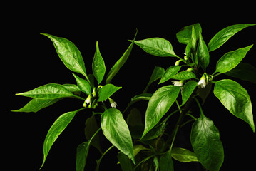 Young spicy pepper plants with white flowers