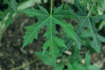Papaya Leaf Texture Background, Close Up Tropic Botanical Garden Theme
