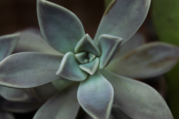 Green Succulent Ghost Plant Ornamental Flower, Close Up Plant Images