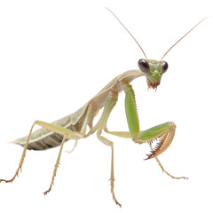 praying mantis isolated on white, close up insect Generative AI