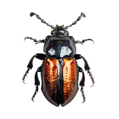 beetle isolated on white, close up insect Generative AI