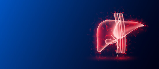 Human liver red translucent low poly triangles on dark blue background with space for text. Organ anatomy futuristic glowing hologram. Medical and science concept. Banner design vector.
