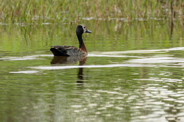 A White-faced Whistling-Duck swimming in a pond. Animal world. Wildlife. Bird Lover. Birding....