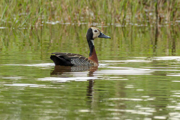 A White-faced Whistling-Duck swimming in a pond. Animal world. Wildlife. Bird Lover. Birding. Birdwatching.