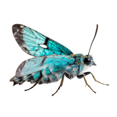 blue butterfly isolated on white, insect Generative AI