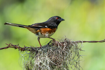Eastern Towhee