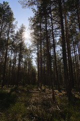 Fototapeta premium Vertical photo of the forest, the sun shines through the branches of coniferous trees.