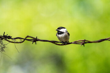 Carolina Chickadee 