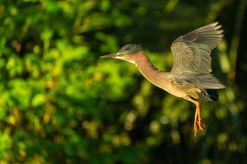 Green Heron 