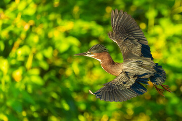 Green Heron 