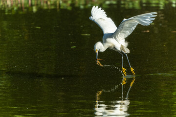 Snowy Egret