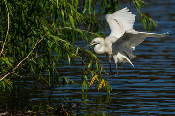 Snowy Egret