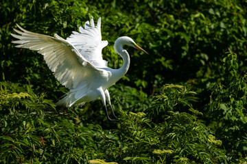 Great Egret
