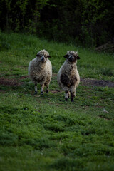 A flock of sheep graze on grass. Sheep pose for a photographer.