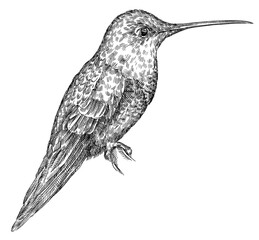 Vintage engraving isolated hummingbird set illustration ink humming sketch. Bird background colibri tropical silhouette art. Black and white hand drawn image. © Turaev