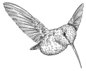 Vintage engraving isolated hummingbird set illustration ink humming sketch. Bird background colibri tropical silhouette art. Black and white hand drawn image.