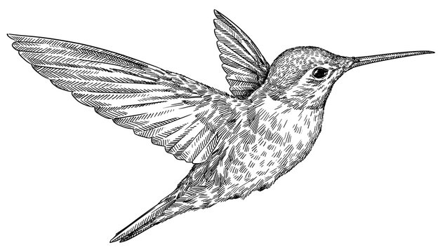 Vintage engraving isolated hummingbird set illustration ink humming sketch. Bird background colibri tropical silhouette art. Black and white hand drawn image.