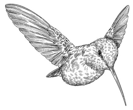 recommend clip art: Vintage engraving isolated hummingbird set illustration ink humming sketch. Bird background colibri tropical silhouette art. Black and white hand drawn image.