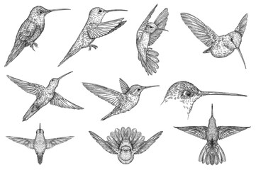 Vintage engraving isolated hummingbird set illustration ink humming sketch. Bird background colibri tropical silhouette art. Black and white hand drawn image - 602329343