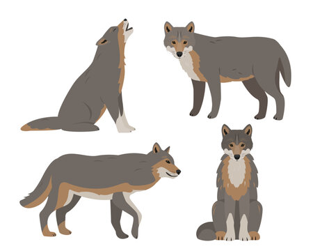 Set of wolves in different poses. Wild grey Wolf animal icons isolated on white background. Canis lupus. Vector illustration.