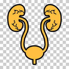 Urology health human icon, anatomy medical body bladder sign, biology vector illustration