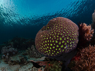 Two Colored Star Coral, Zweifarben Steinkoralle (Favia speciosa)