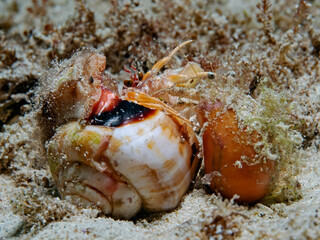Two hermit crabs in fight