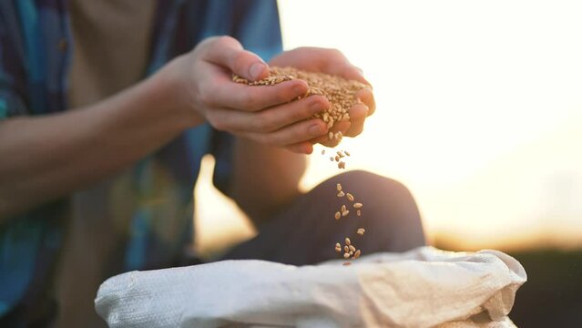 Agriculture. Farmer holds wheat grain harvest in his hands. Industry in countryside. Farmer holds barley cereals in his hands Food and beer production. Farmer hands with wheat seeds at sunset. nature