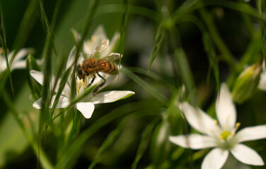 A bee collects nectar from white flowers. Close-up