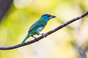 Blue-throated barbet  birds on the  tree branch.