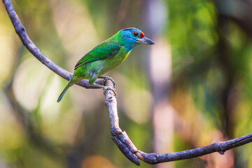 Blue-throated barbet  birds on the  tree branch.