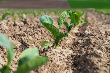 Young sprout of green cabbage growing in soil