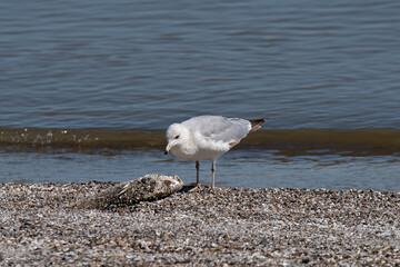 Ring-billed gull scavenging for dead fish on the shore of Lake Erie. It is a medium-sized gull. The genus name is from Latin Larus which appears to have referred to a gull or other large seabird.