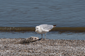 Ring-billed gull scavenging for dead fish on the shore of Lake Erie. It is a medium-sized gull. The...