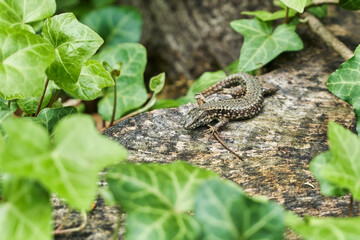 Kleine Waldeidechse beim Sonnenbaden