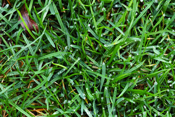 Close up of green lawn with drops of water dew. Top view, Selective focus.