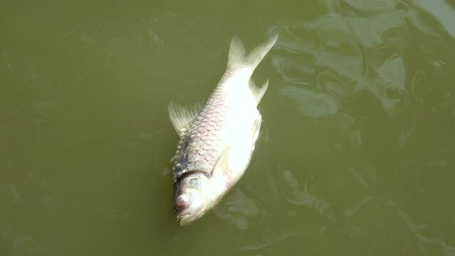 Dead fish floating on a water