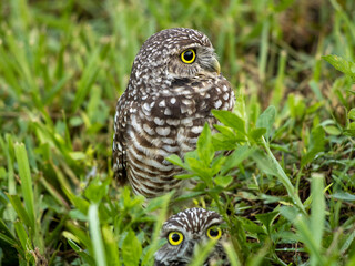 burrowing owl