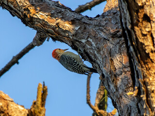 woodpecker on tree