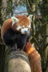 red panda in tree