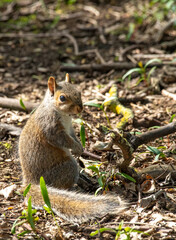 squirrel in the park