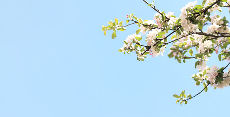 Tree blooming in spring with white flowers, natural background. White flowers close-up against the sky. Copy space