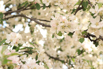 Tree blooming in spring with white flowers, natural background. White flowers close up, selective focus